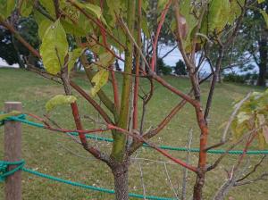 クスノキ　一部