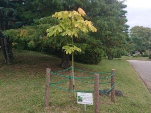 アオギリ　全体