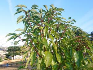 クスノキ　一部