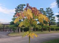 アオギリ　11月8日