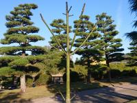 アオギリ　11月25日