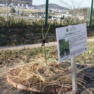 坂小アオギリ全体