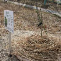 坂小アオギリ全体