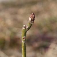 坂小アオギリ　拡大