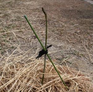 坂小アオギリ全体