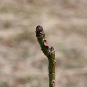 坂小アオギリ拡大