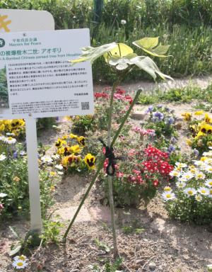 坂小アオギリ全体