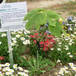 坂小アオギリ全体