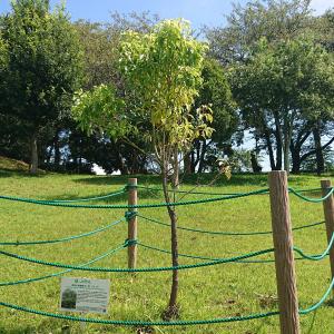 クスノキ　全体