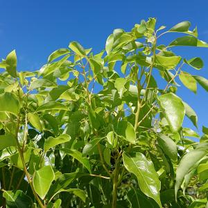 クスノキ　拡大