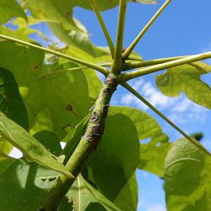 アオギリ　拡大