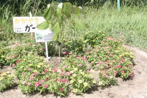 坂崎小あおぎり