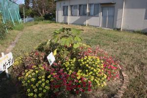 坂小アオギリ全体