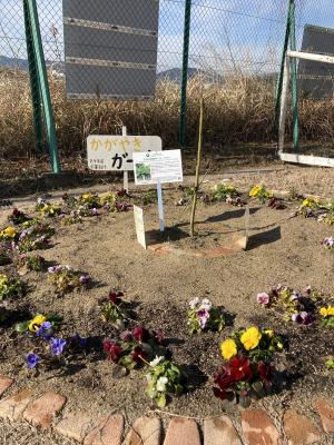 坂小アオギリその1