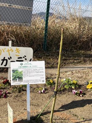 坂小アオギリその2