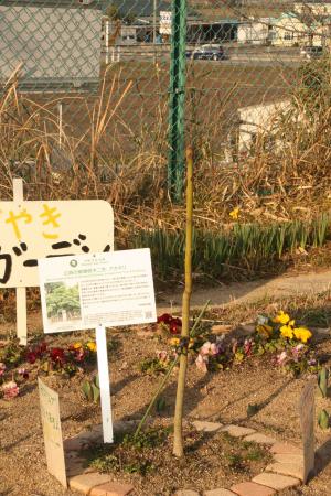 坂小アオギリ全体