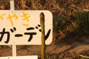 坂小アオギリ拡大