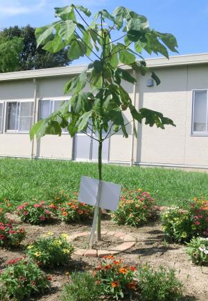 坂小アオギリ全体