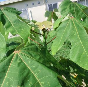 坂小アオギリ拡大