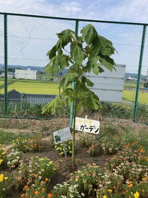 坂小アオギリ全体