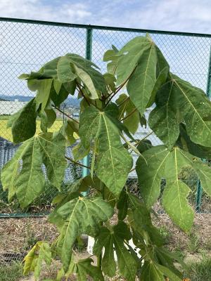 坂小アオギリ拡大