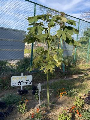 坂小アオギリ全体