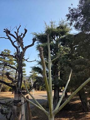 アオギリ（アップ）