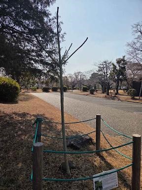 アオギリ（全体）