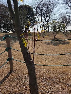 クスノキ（アップ）