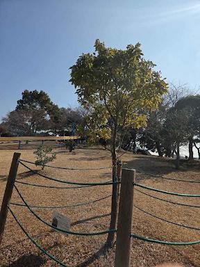 クスノキ（全体）