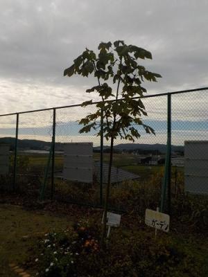 11月アオギリ（坂崎小）