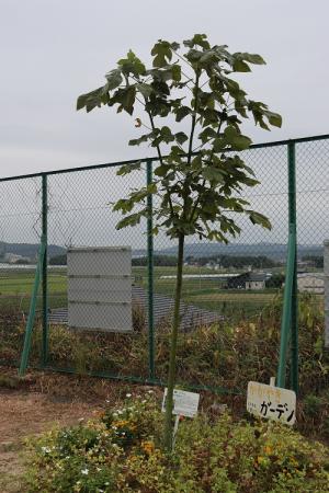 10月アオギリ（坂崎小）