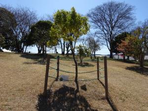 クスノキ（全体）