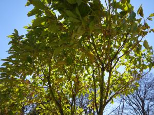 クスノキ（アップ）