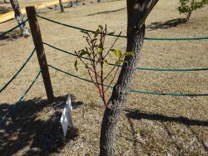 クスノキ（分け枝）