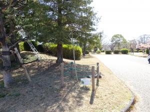 アオギリ（全体）