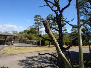 アオギリ（芽吹き1）