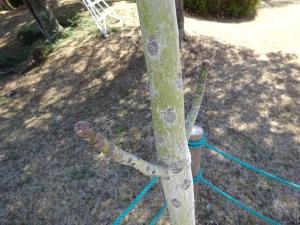 アオギリ（芽吹き2）