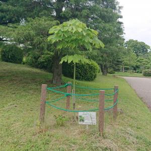 クスノキ全体