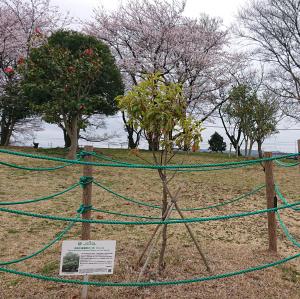 クスノキ全体