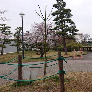 アオギリ全体
