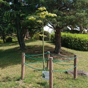 アオギリ全体