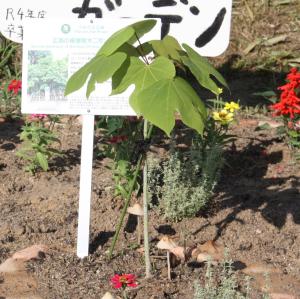 クスノキ拡大