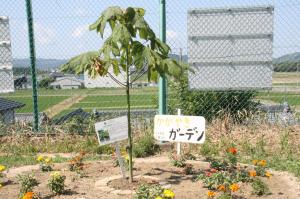 坂小アオギリ1