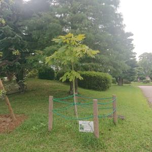アオギリ全体