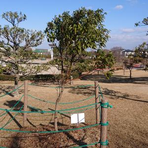 クスノキ全体