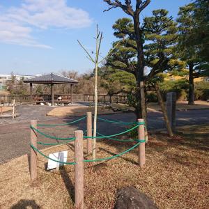 アオギリ全体