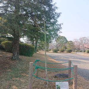 アオギリ全体