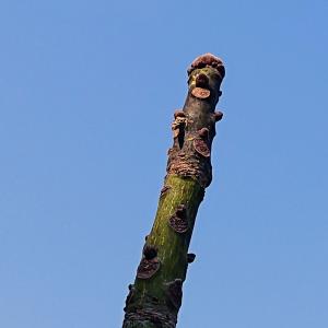 アオギリ拡大