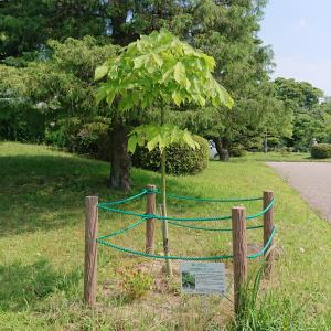 アオギリ全体